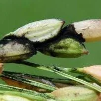 Severe Outbreaks Of Kernel Smut In TX/LA  Rice