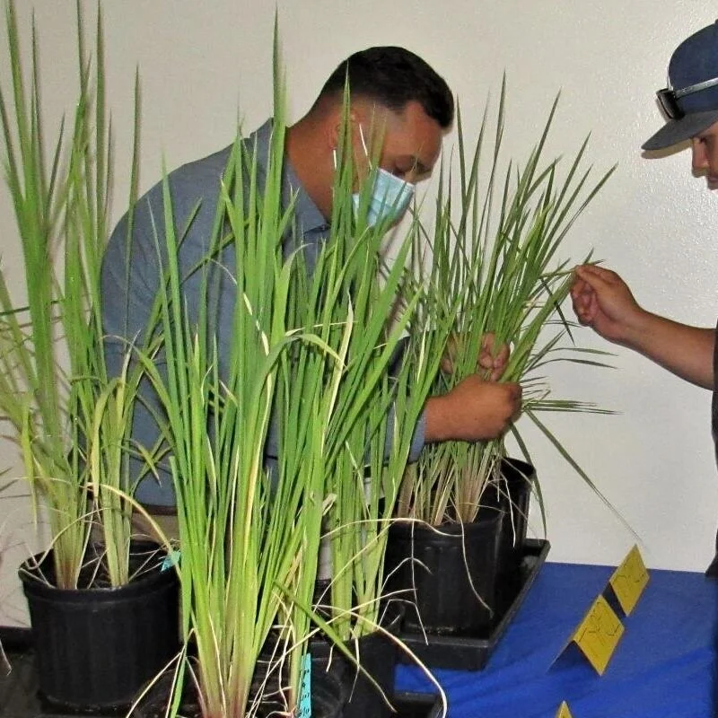 Growers Stay Vigilant Against Weedy Rice