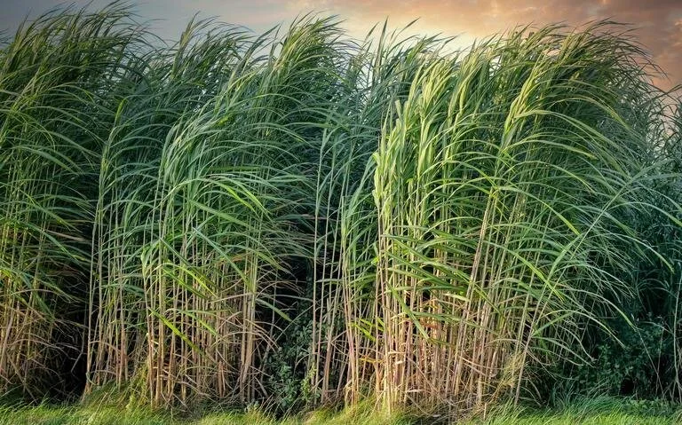Report Says Hurricane Ida Damaged 118,000 Acres of Sugarcane Crops in Louisiana