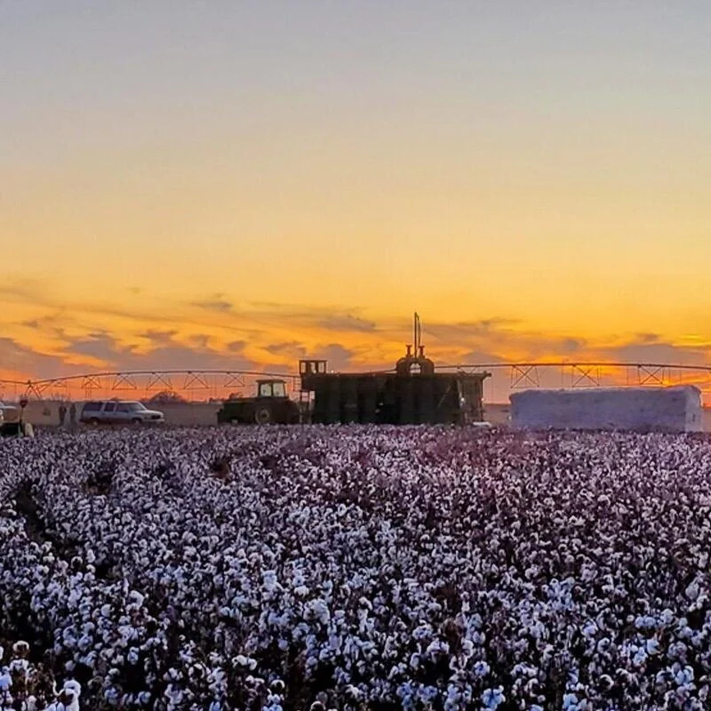 Mid-South Cotton
