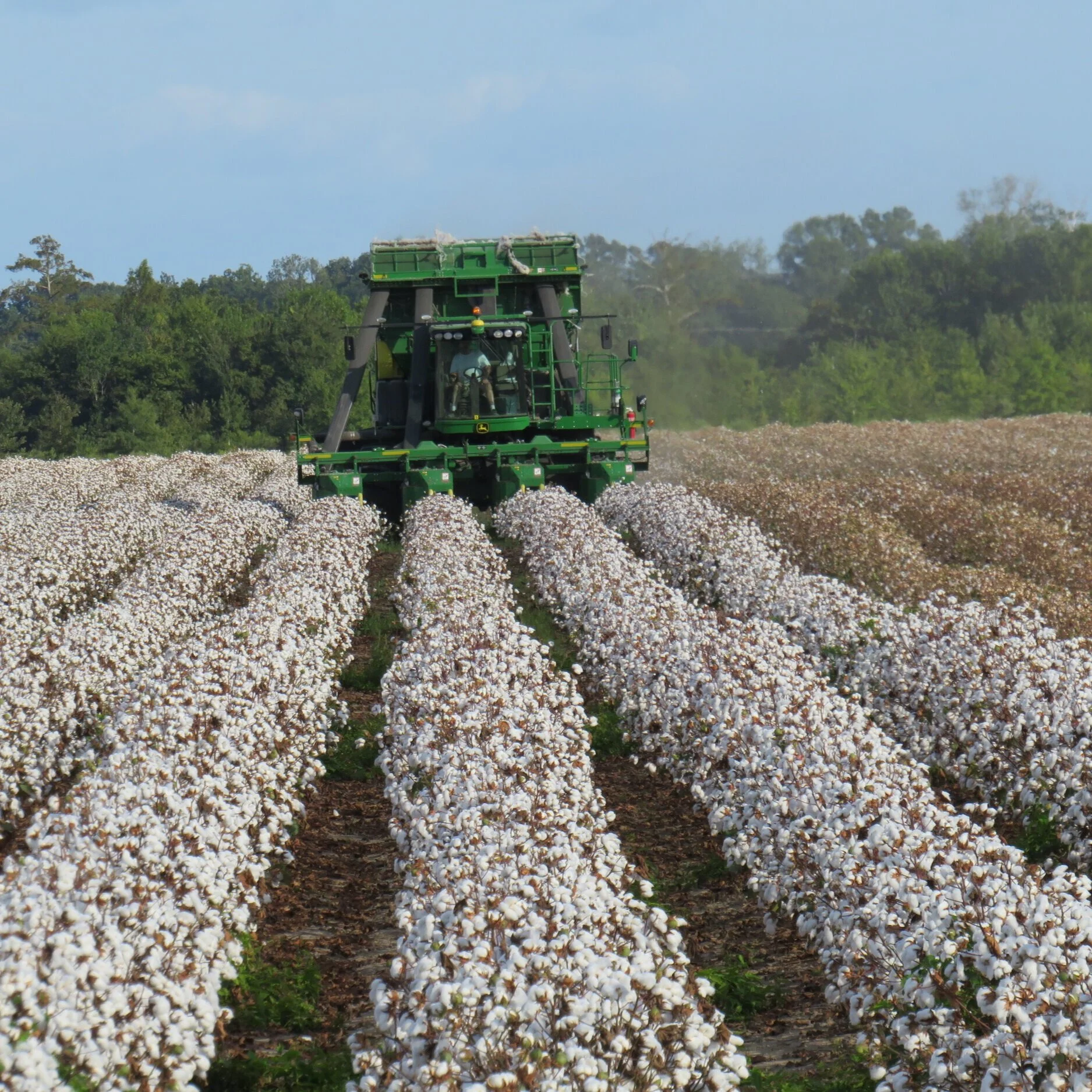 Increasing Yield And Quality Continue In Cotton Breeding