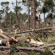 AgCenter Experts: LA Agriculture Suffers At Least $584M In Damage From Hurricane Ida