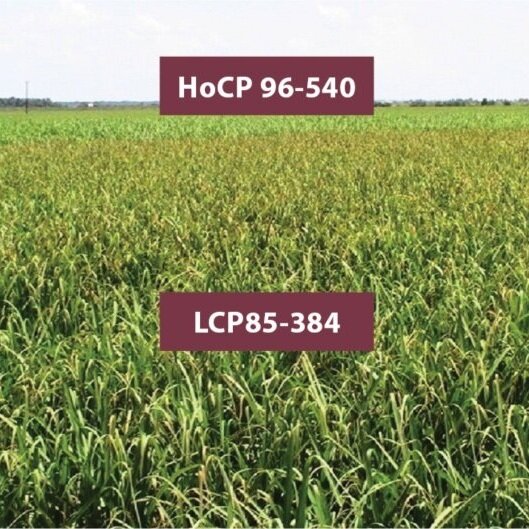 Sugarcane Variety Development In Louisiana: Past, Present &amp; Future
