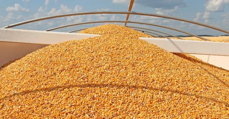 A Corn Harvest to Remember