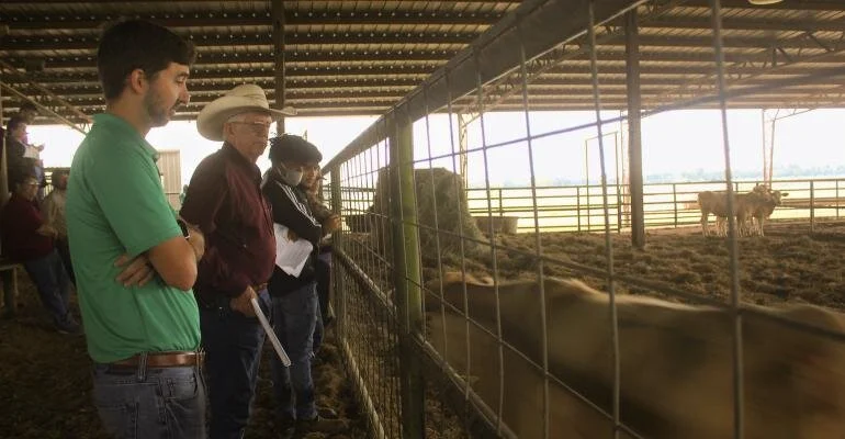 Three Takeaways From the LSU Beef and Forage Field Day