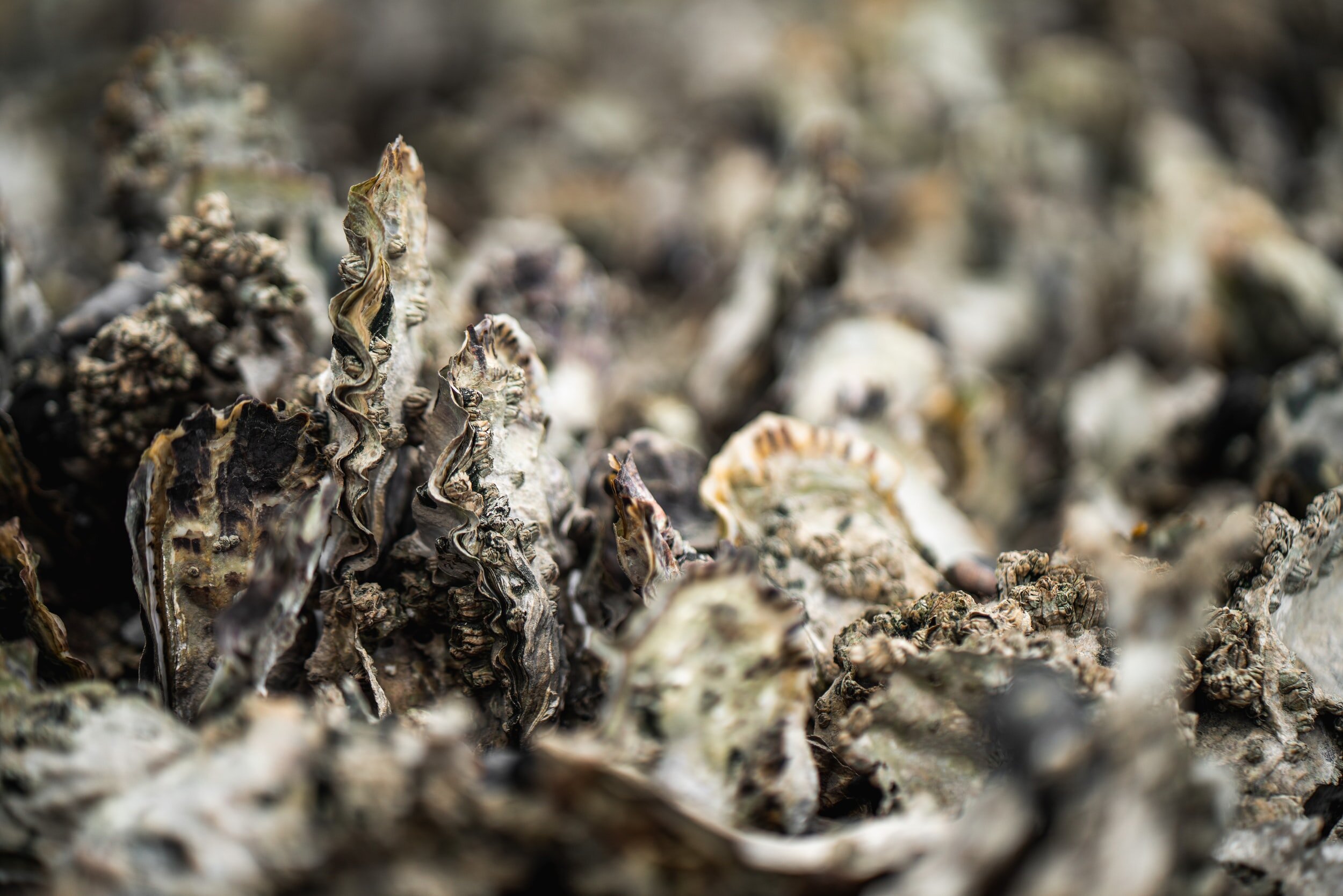 ‘We’re Trying to Live Out a Legacy’: After Ida, Louisiana’s Oyster Farmers Fight for Family Business