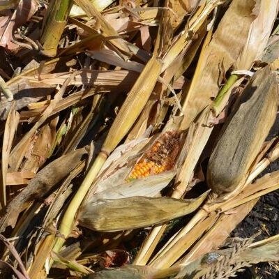 Get Corn In The Bin Now