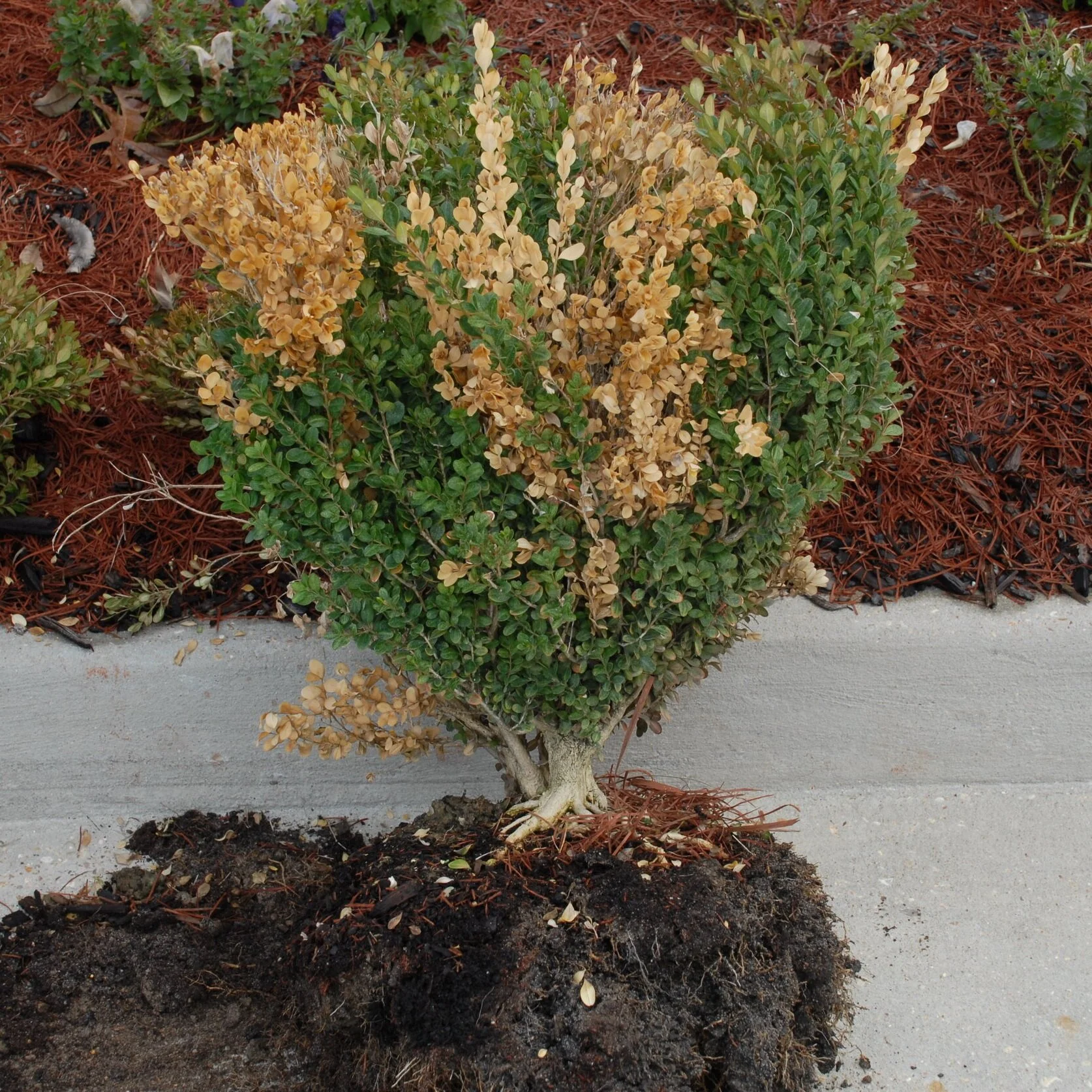 LSU AgCenter To Host Boxwood Dieback Disease Identification, Management Training