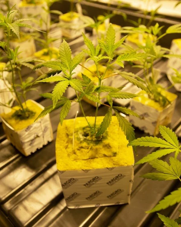 Louisiana's Largest Medical Marijuana Producer Expands Growing Operation To Ruston