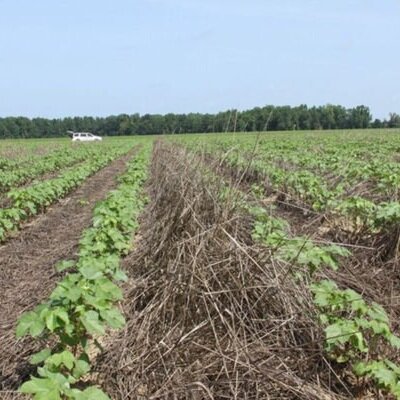 Cotton: Cover Crops Aid Pest Management By Increasing Beneficials
