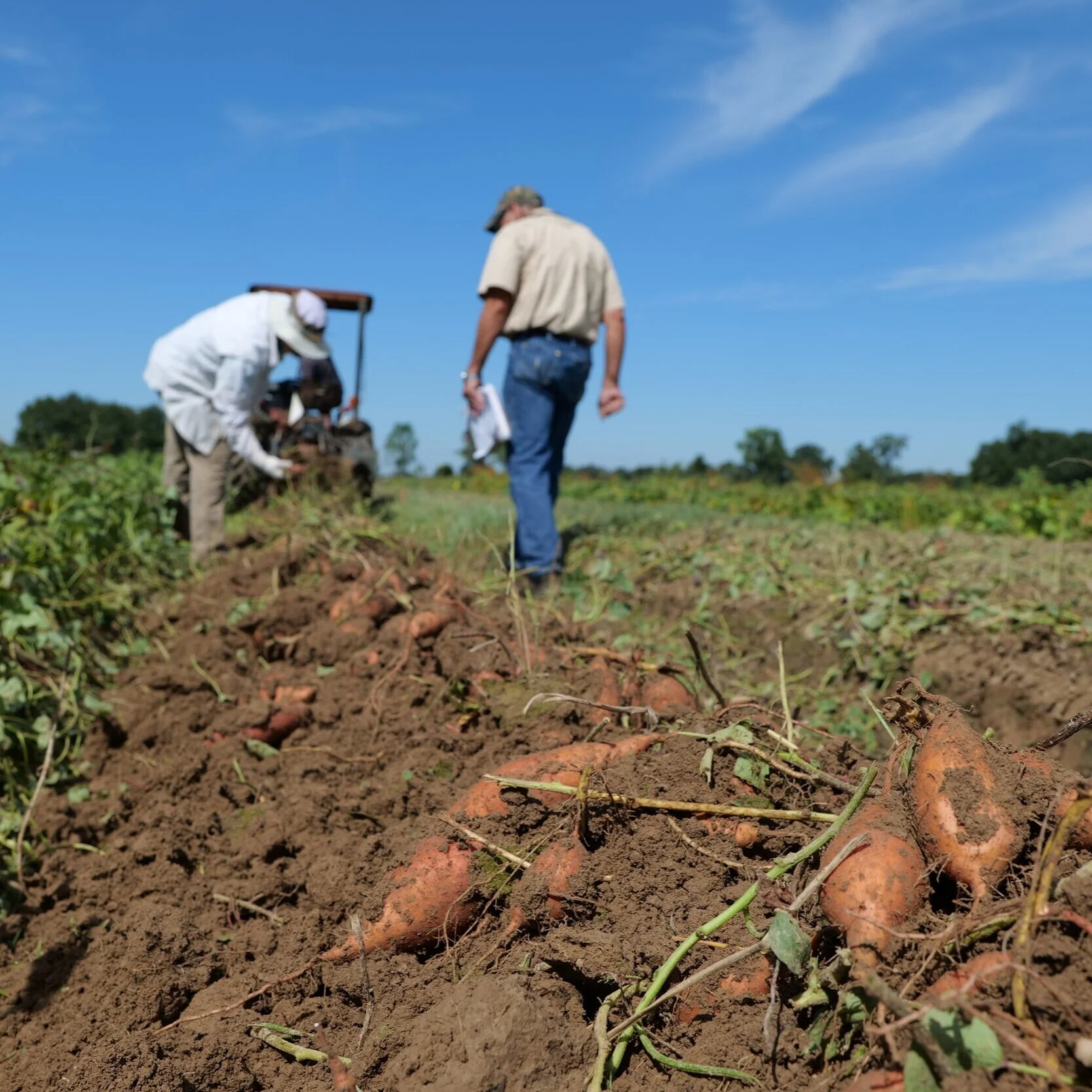 Virtual Sweet Potato Field Day Reveals Advanced Lines, Improved Techniques