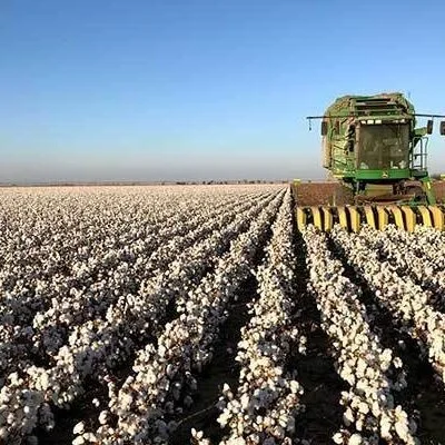Cleveland On Cotton: Speculators Are In Control Of The  Market