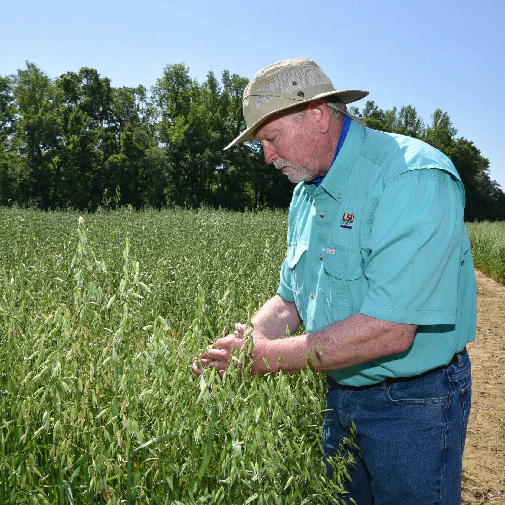 Development Of Wheat And Oat Varieties With Improved Yield &amp; Disease Resistance
