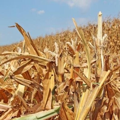 Burning Stalks: What Does It Really Cost?