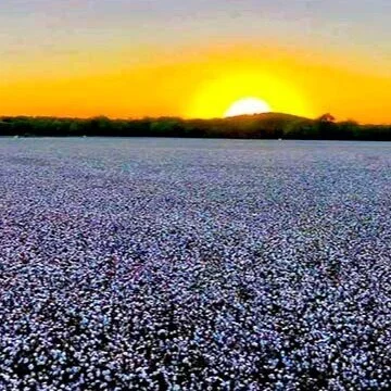 DTN Cotton Close: Ends Tumultuous Week Higher