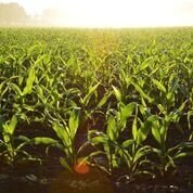 Corn Core Block Preliminary Results Released