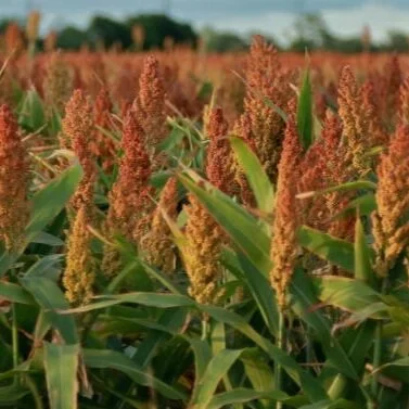 2021 Grain Sorghum Core Block Test Results