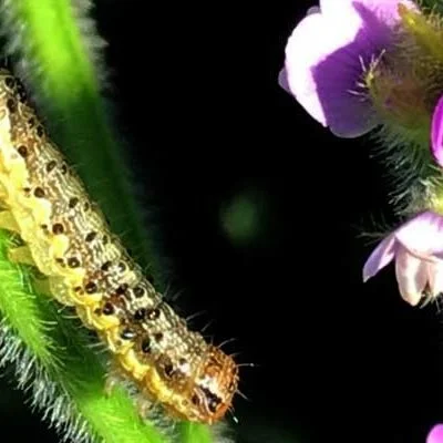 Bioinsecticides Spread Caterpillar-Killing Virus