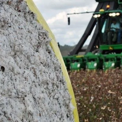 13 Points To Ensure Usable Cotton Yield Data