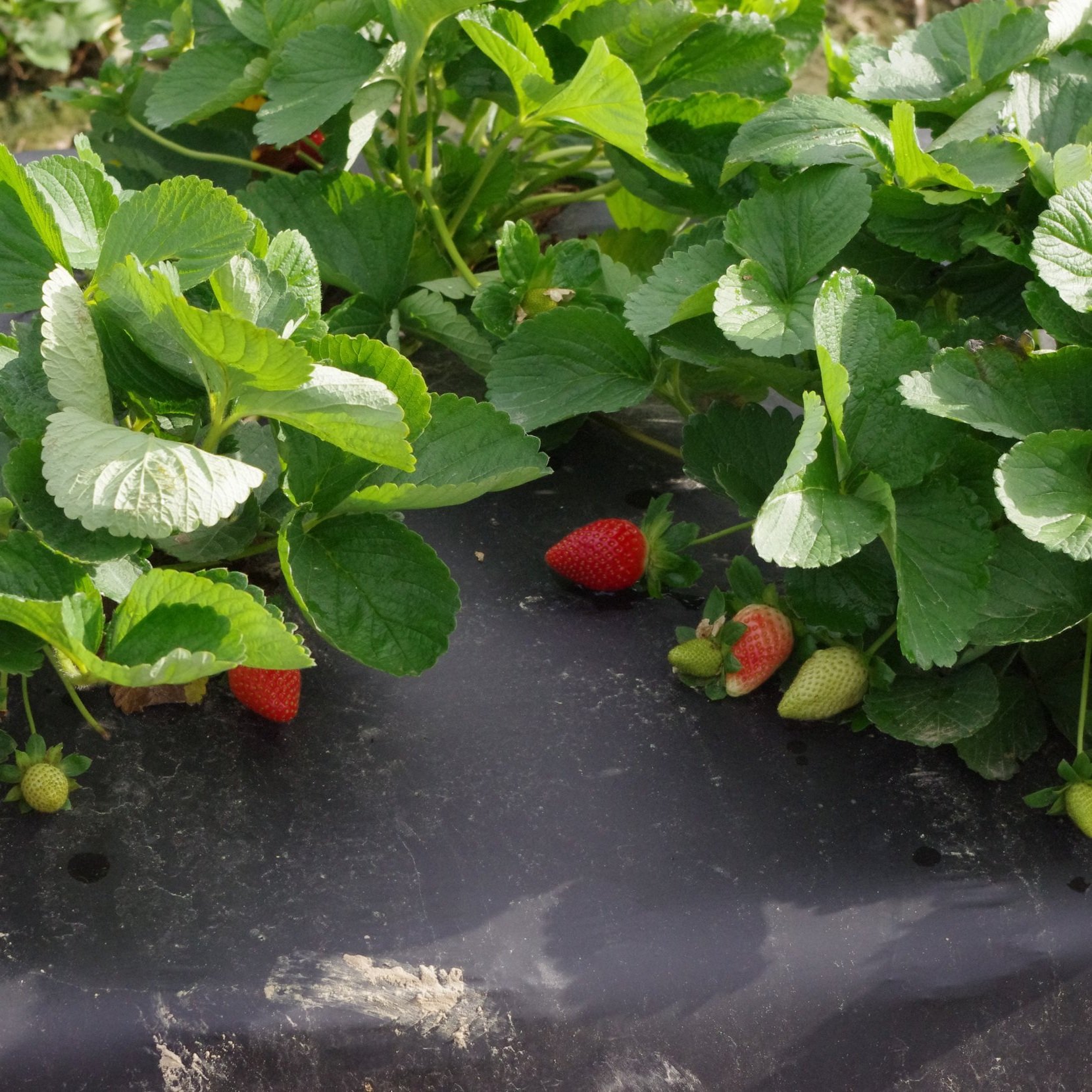 Strawberries Are Sensational