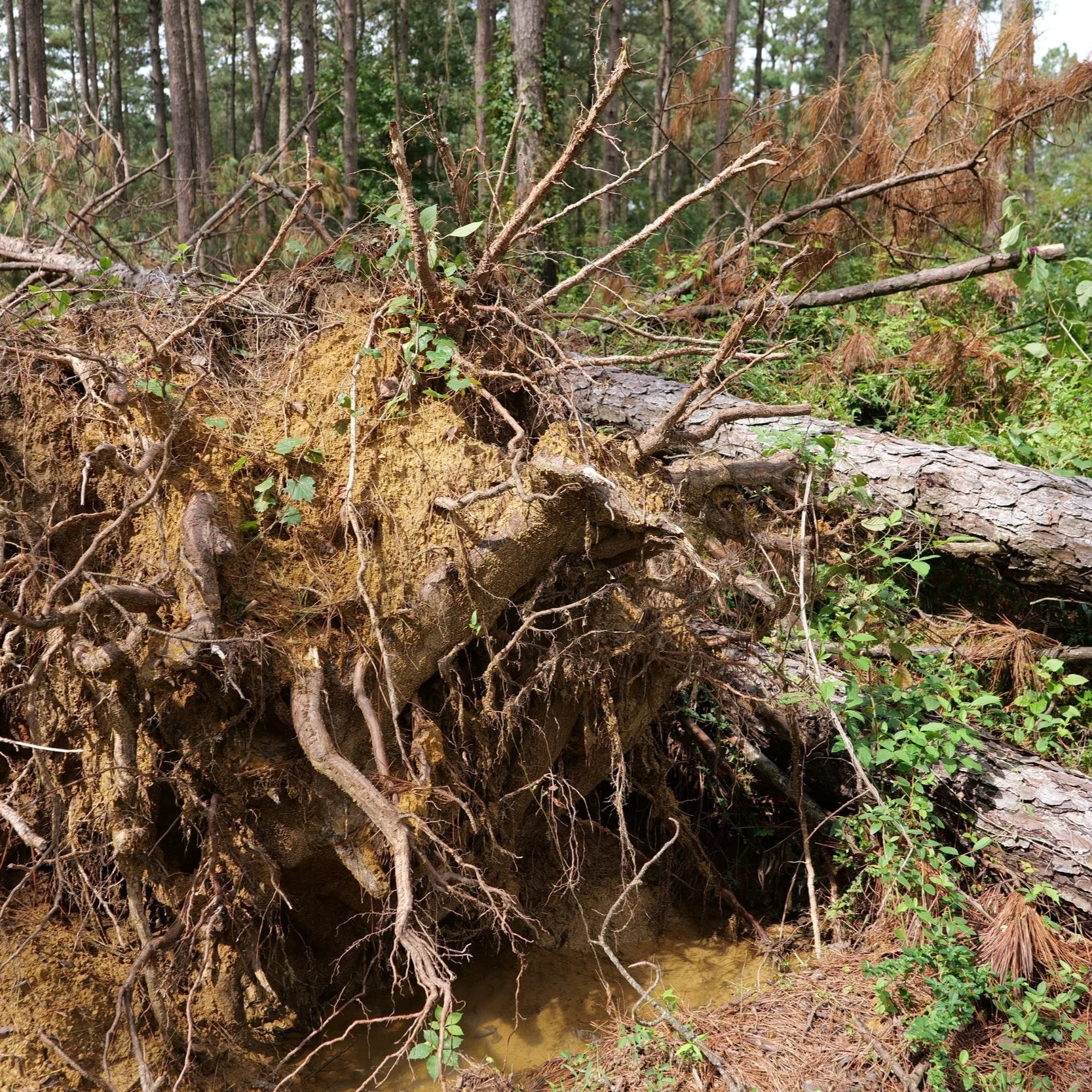 Meeting To Discuss Forestry Landowner Options After  Ida