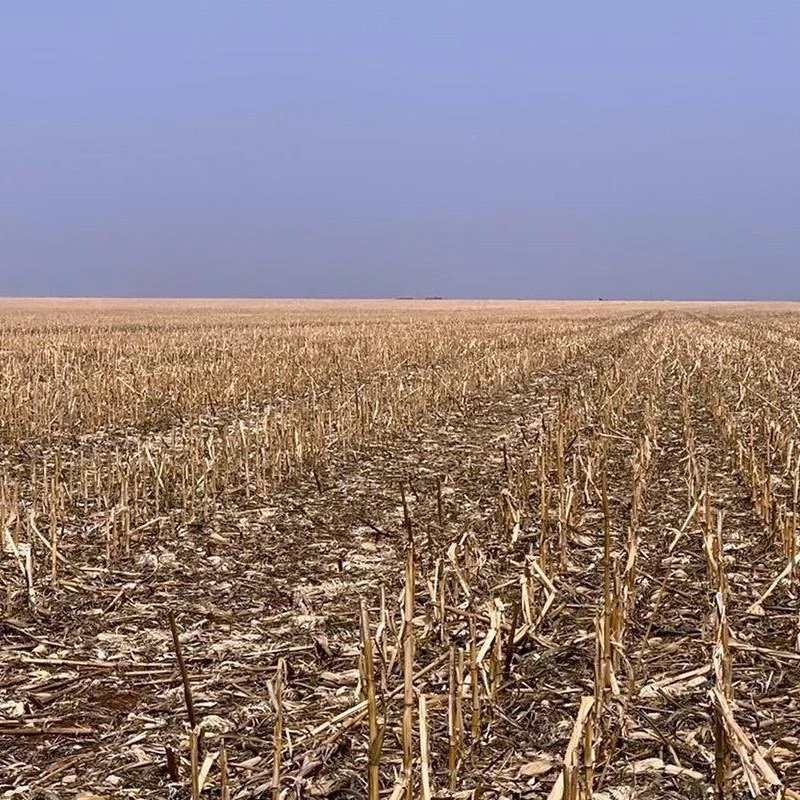 Brazil Soybeans:  Planting Outpaces Last Year