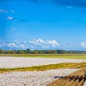 Cotton Export Sales Receive Boost As China Returns To The Market