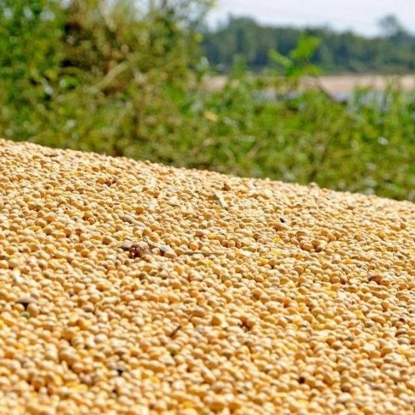 Food Vs. Fuel Or Food AND Fuel For Soybean Products?