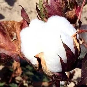 Cotton Market Finishes The Month Mixed