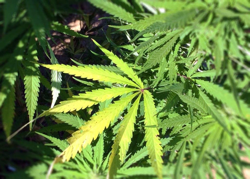 LSU AgCenter Medical Pot Program Expands to New Facility; Will Grow and Sell Smokable Marijuana to Pharmacies