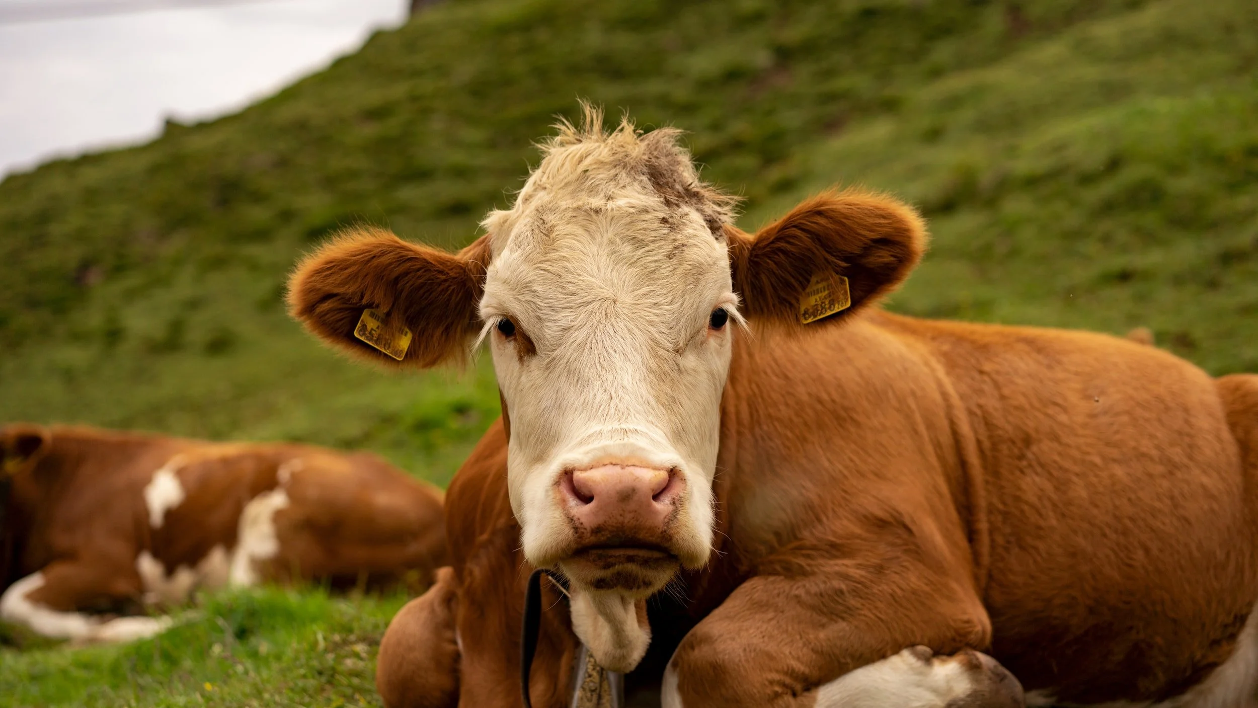Dominique's Livestock Auction -- October 18-19, 2021