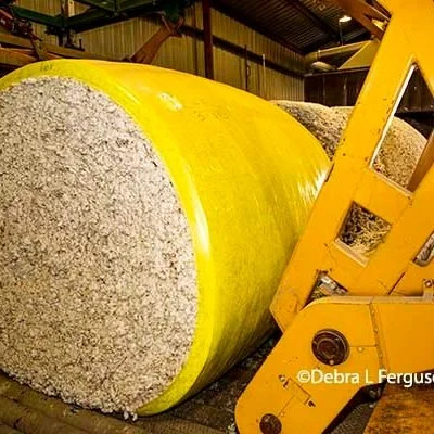 Weakening Cotton Exports, Increasing Use Polyester