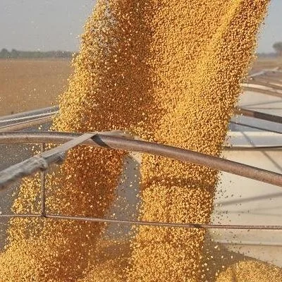 China's Energy Crunch Disrupts Oilseed Trade
