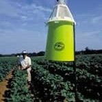 Boll Weevil Program Still Advancing