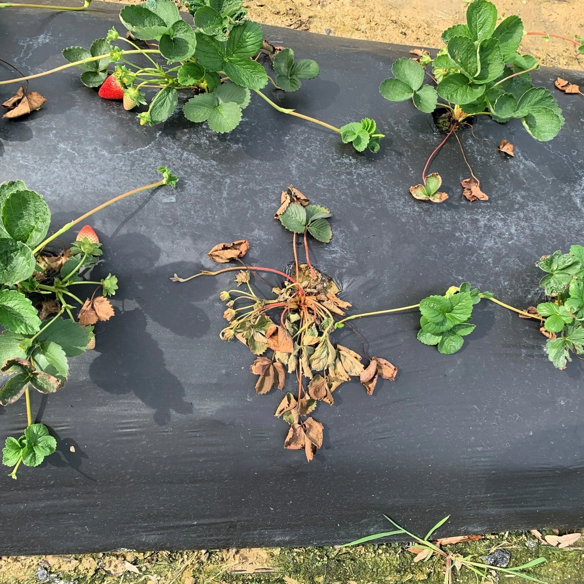 Crown Rot Disease Detected In Louisiana Strawberries 