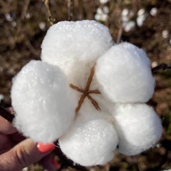 2022 Cotton Consultants Conference Offers A Diverse Lineup