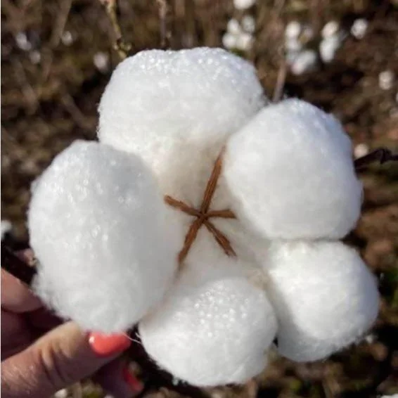 New Cotton Game Sprouting On My American Farm Platform