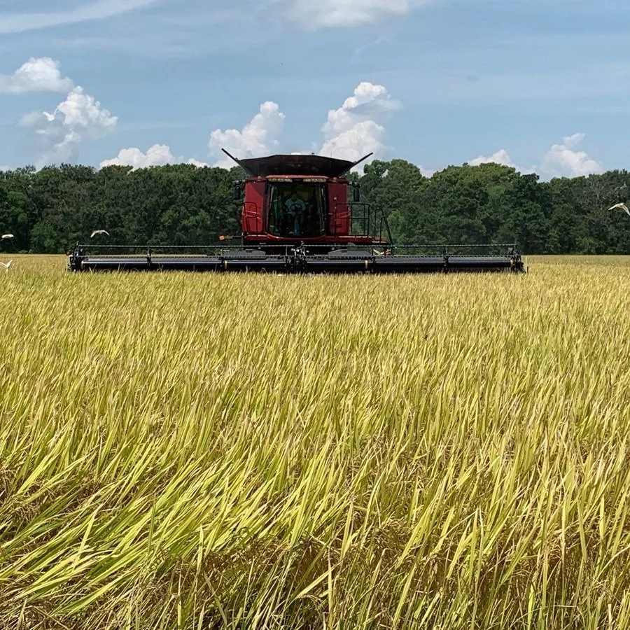 Rice Goes Against The Grain As Other Crop Prices Soar