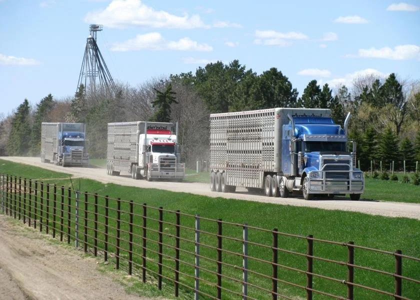 House, Senate Deliver Cattle Market Compromise