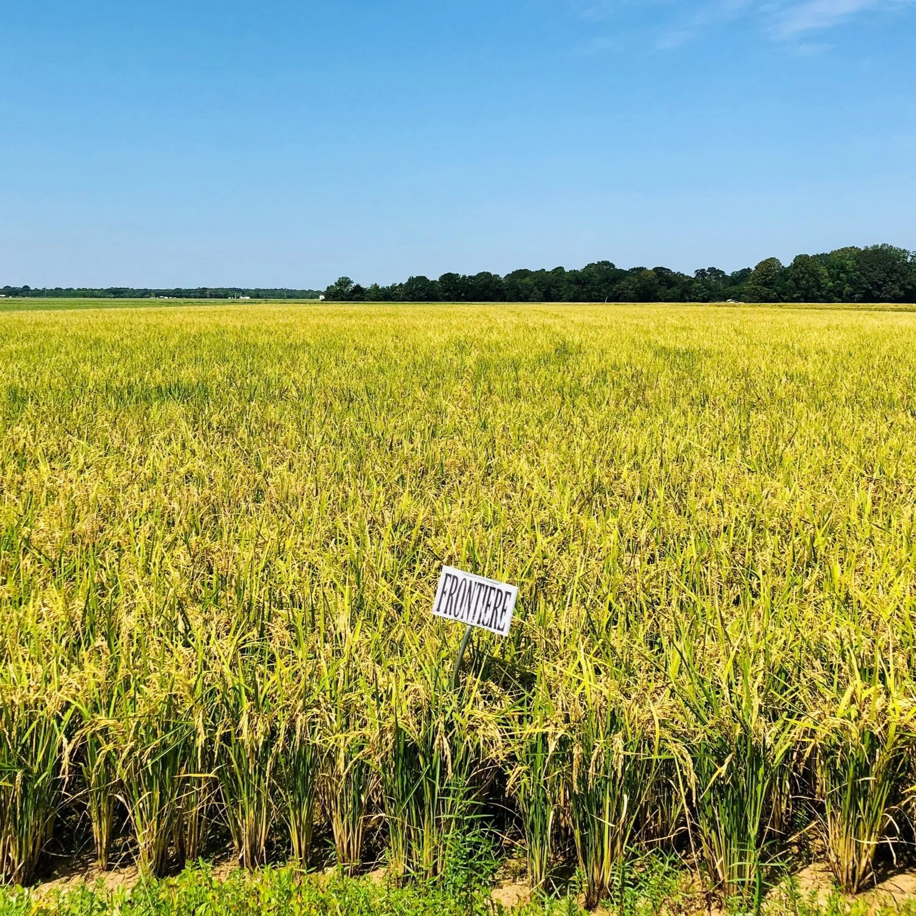 US Falls Short Of Rice Tariff-Rate Quota With Columbia