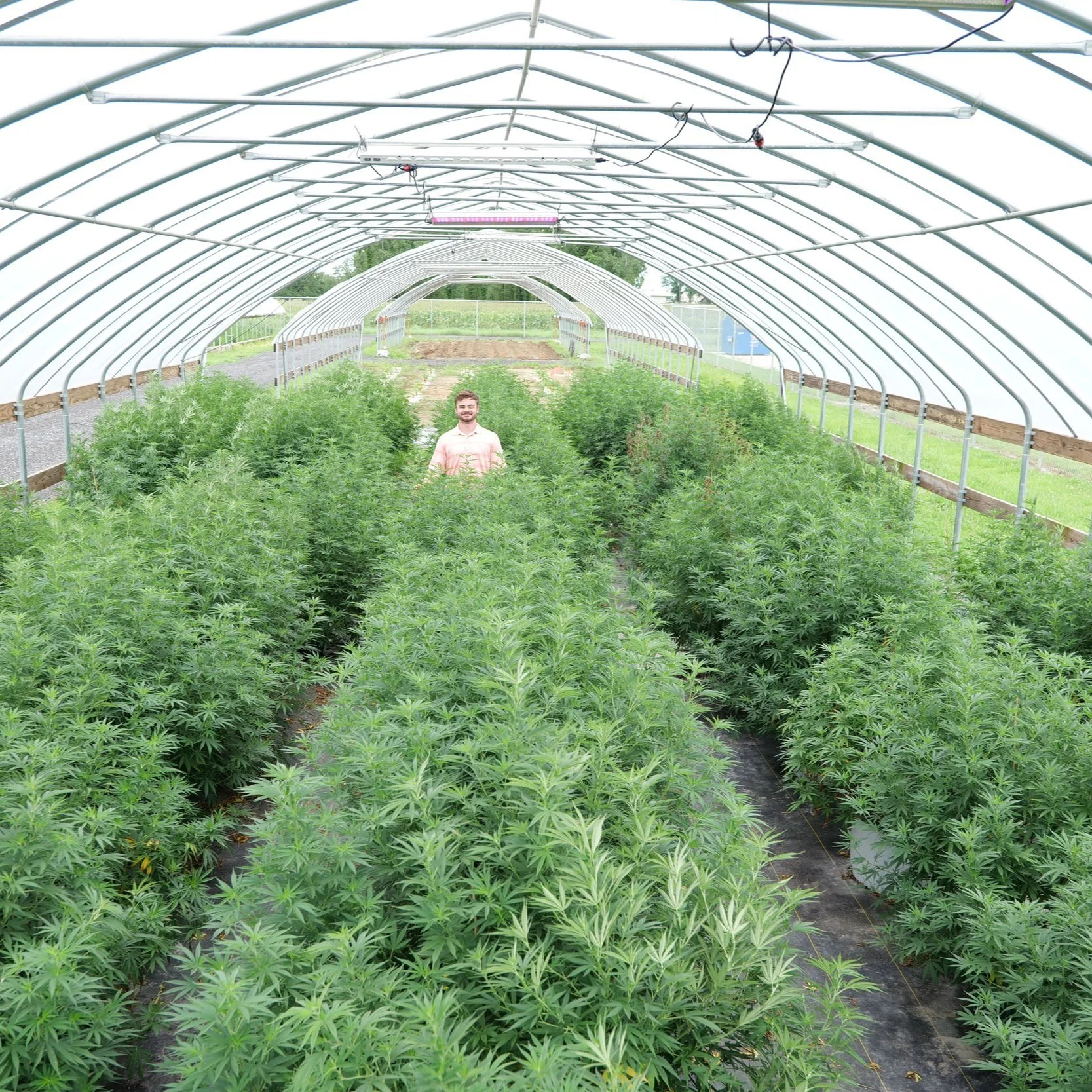 Budding Opportunities For Industrial Hemp In Louisiana