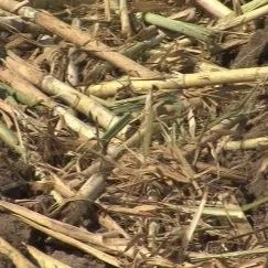 Sugarcane Harvest Going Well, Much Lighter Crop This Year