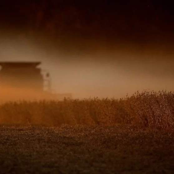 Louisiana Soybean Varieties