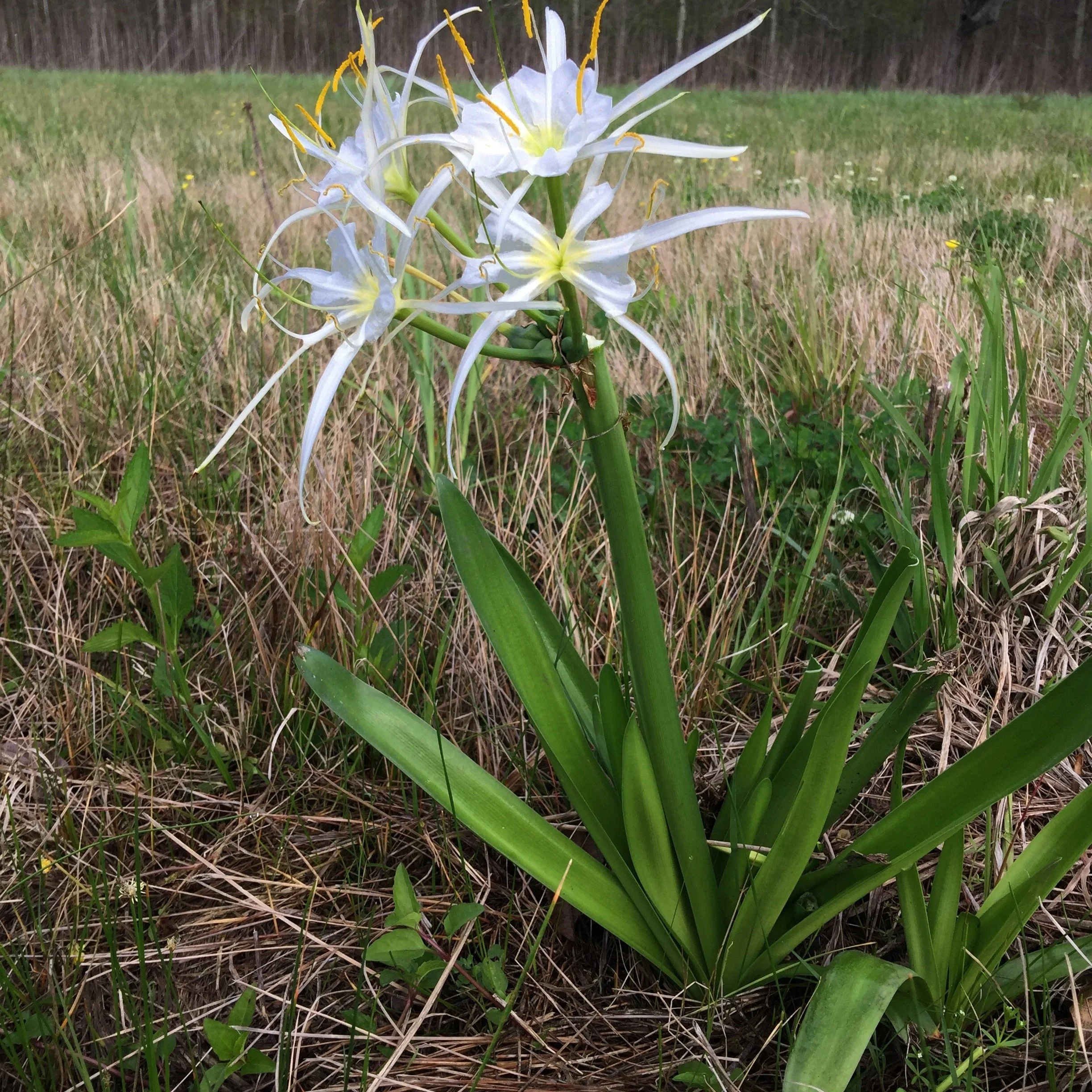 Improving Science And Management Of Louisiana's Forested Wetlands