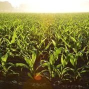 2021 Corn Official Hybrid Trial (OHT) Preliminary Results