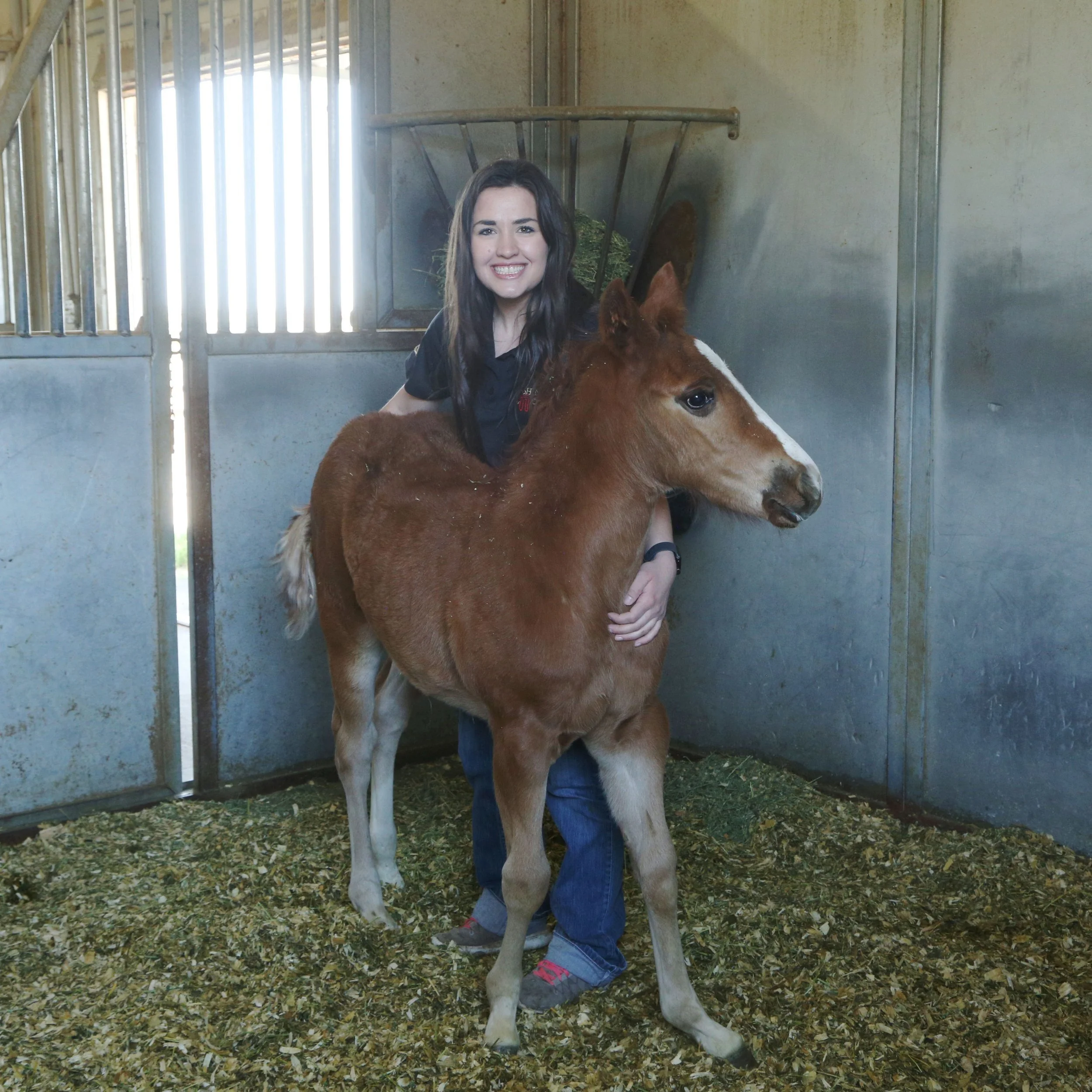 Research Milestone: Horses Treated To Ovulate Early Give Birth To Healthy Foals