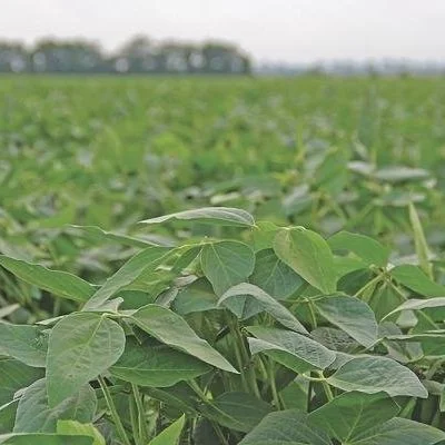 SCN: What You Can Do To Fight Soybeans' Top Yield Robber