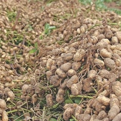 LSU AgCenter To Host Winter Crop Meeting December 15