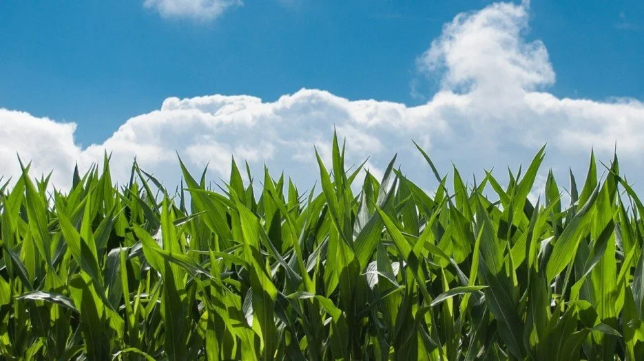 Too Many to Count: Factors Driving Fertilizer Prices Higher and Higher