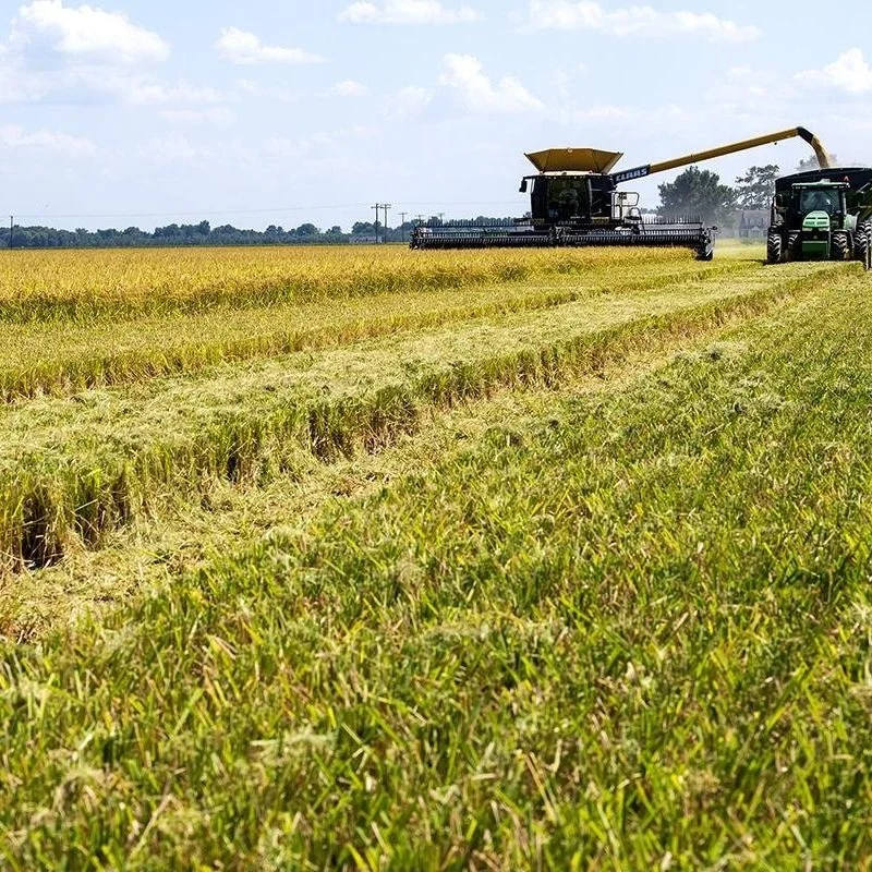 USA Rice, Ag Organizations, Seek Uninterrupted H-2A Guestworkers For '22